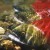 Sockeye, ο κατακόκκινος σολομός του Ειρηνικού