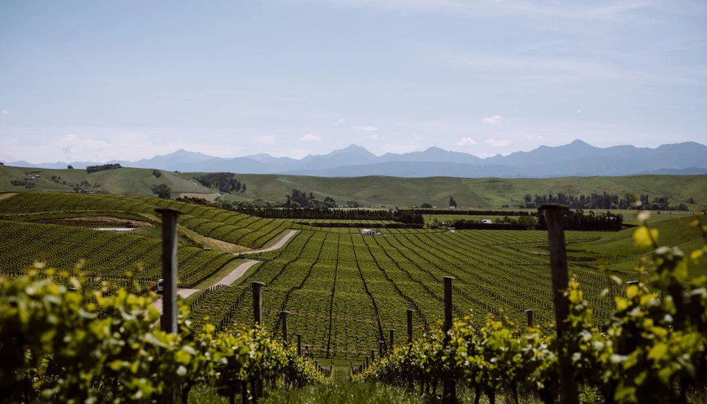 ORBIS VINI 2025: GRAND DEBUT! (ΜΕΡΟΣ 2Ο): ΤΑ ΛΕΥΚΑ | Θέματα